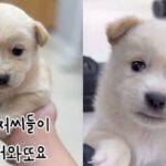 소방관 아저씨들이 주워온 강아지..견생 두 달 차에 보호소 갈 위기
