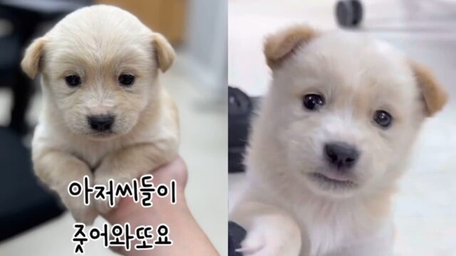 소방관 아저씨들이 주워온 강아지..견생 두 달 차에 보호소 갈 위기