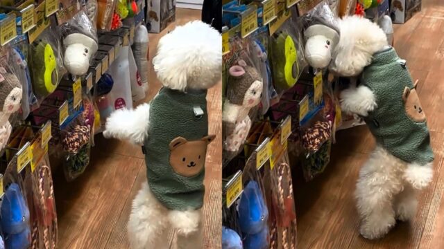 ‘이것도 아니고…저것도 아니고…’ 장난감 고르는 강아지의 신중한 태도