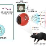 실명 유발하는 망막질환 진행 늦추는 치료법, 국내 연구진이 개발