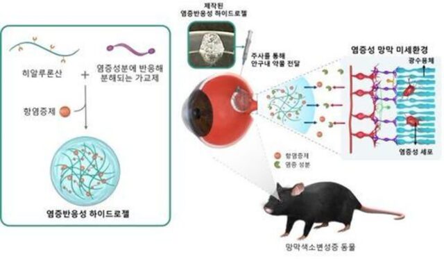 실명 유발하는 망막질환 진행 늦추는 치료법, 국내 연구진이 개발