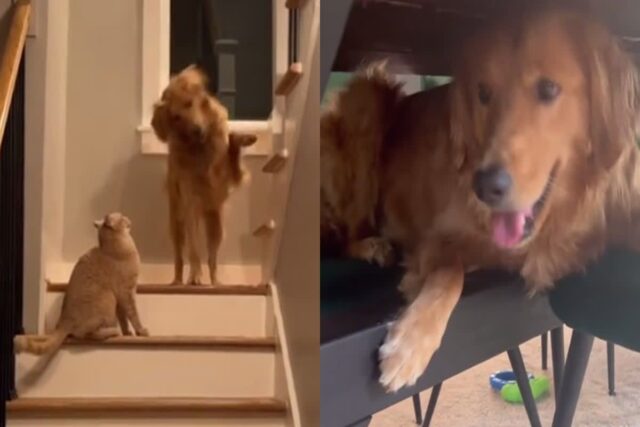 골댕이가 어릴 때부터 고양이랑 함께 자라면 생기는 일..’골냥이?’
