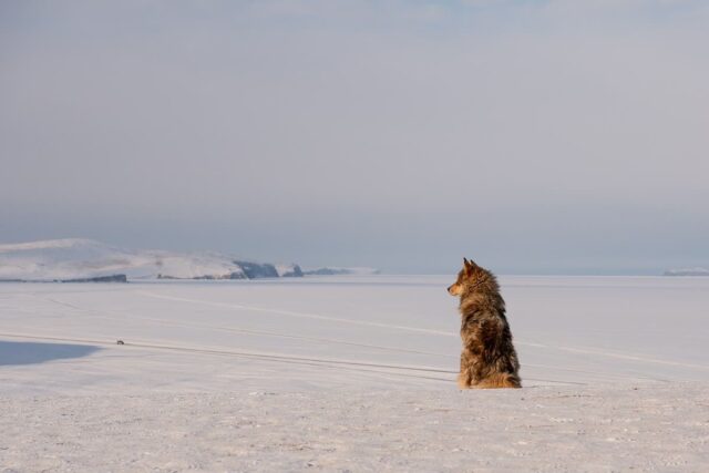 물에 빠진 ‘아빠’ 곁에 있던 천재견, 경찰 도와주더니…’구조 성공’