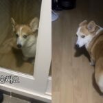 술 먹고 늦게 들어왔다고 째려본 댕댕이..’그냥 나가 살아. 어?’