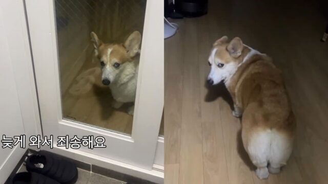 술 먹고 늦게 들어왔다고 째려본 댕댕이..’그냥 나가 살아. 어?’