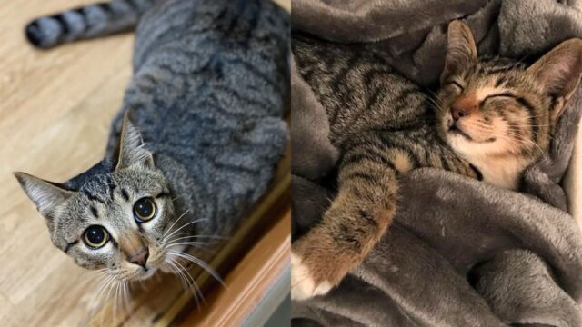 스스로 가게에 들어와 꿀잠 잔 아기 고양이 ‘고된 길생활에 스르르..’