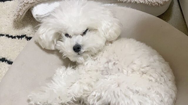 자는 댕댕이를 깨우면 생기는 일..’악마를 보았다’