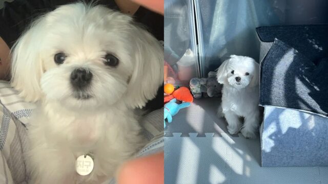 장난감 주워 올 때 후진으로 돌아오는 겁쟁이 강아지..’왔던 길이 익숙해서’