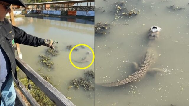 강물에 얼어붙은 악어가 살아남는 방법..코만 내놓고 그대로 ‘절전 모드’