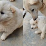 ‘모르는 사람 따라가지 말랬지!’ 철부지 새끼 강아지 막아선 어미