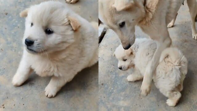 ‘모르는 사람 따라가지 말랬지!’ 철부지 새끼 강아지 막아선 어미