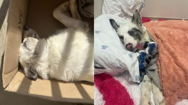 상자 속 유기견, 사체처럼 조용…생사 갈림길에서 죽음과 사투