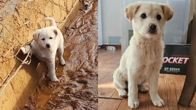 수로에 빠져 그물에 손 묶인 채 낑낑대던 강아지..구조 뒤 근황