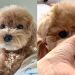 우연히 코에 닿은 스위치 ‘삑삑’ 소리가 신기한 강아지..’이게 뭐지?’