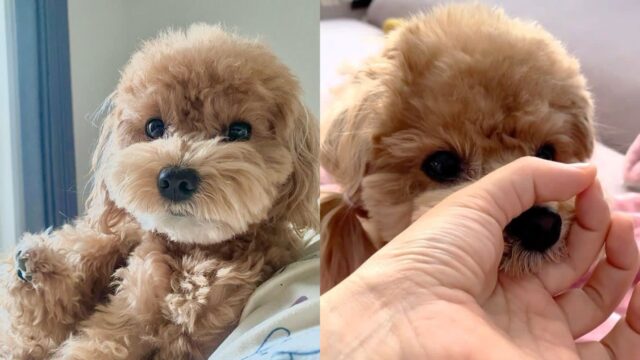 우연히 코에 닿은 스위치 ‘삑삑’ 소리가 신기한 강아지..’이게 뭐지?’