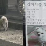 아닌 밤중에 길 잃은 강아지 발견해 새벽 내내 구조 나선 애견미용사