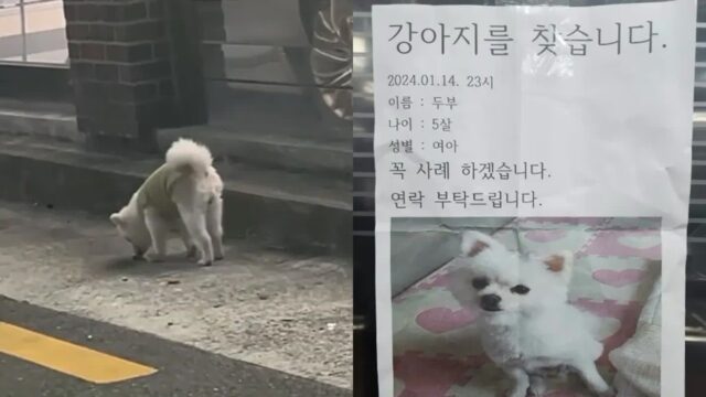 아닌 밤중에 길 잃은 강아지 발견해 새벽 내내 구조 나선 애견미용사