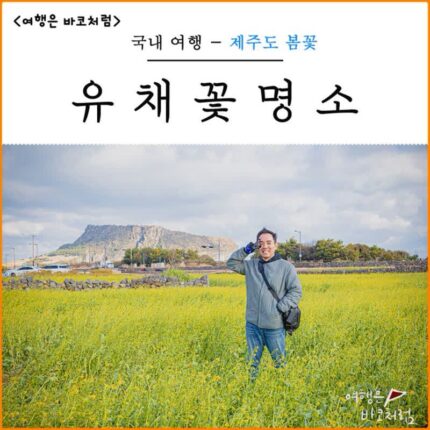 제주도 1월 2월 제주 유채꽃 명소 성산 유채꽃재배단지 무료입장 개화시기