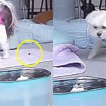 걸어가면서 ‘응가’ 흘리는 철부지 동생 뒤처리하는 형 강아지