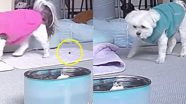 걸어가면서 ‘응가’ 흘리는 철부지 동생 뒤처리하는 형 강아지