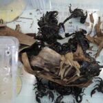 남아공 여행 간 한국인을 ‘2,700만 원 벌금’ 내게 만든 동물