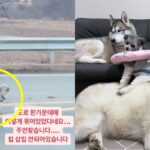 도로 한가운데 묶여있던 유기견, 구조 후 임보에서 입양까지 성공한 사연