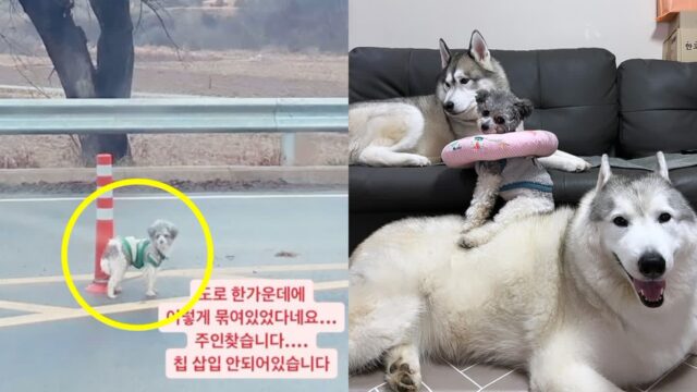도로 한가운데 묶여있던 유기견, 구조 후 임보에서 입양까지 성공한 사연