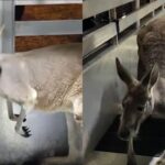 ‘이거 실화냐…’ 주거 단지 돌아다니는 캥거루의 정체는?