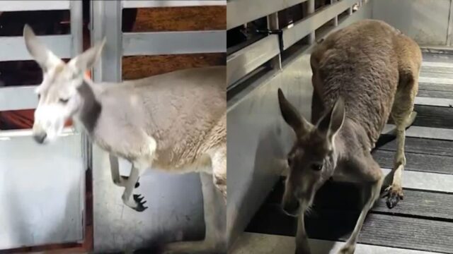 ‘이거 실화냐…’ 주거 단지 돌아다니는 캥거루의 정체는?