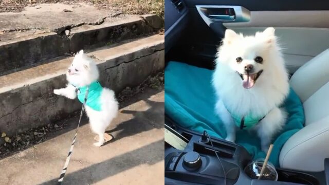 4년 전 유기된 장소에 다시 온 강아지의 반응..’고향 냄새가 나는데’