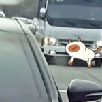 안전지대 침범+역주행.. 위험천만 버스의 질주에 네티즌 일동 경악
