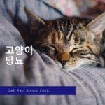 고양이 당뇨 증상과 인슐린 치료 알아보기