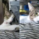 차 정비하다가 틈에 껴있는 털뭉치 보고 ‘깜짝’…뾰족한 귀 쫑긋