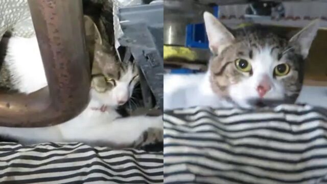 차 정비하다가 틈에 껴있는 털뭉치 보고 ‘깜짝’…뾰족한 귀 쫑긋