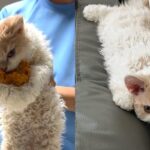 치킨 도둑질하다 현장 검거된 고양이..’절대 포기 못 한다옹’