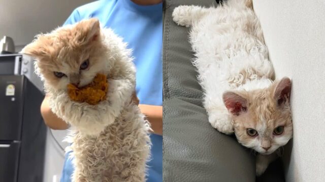 치킨 도둑질하다 현장 검거된 고양이..’절대 포기 못 한다옹’