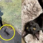 길 떠도는 고양이 때문에 경찰까지 오자..냉큼 집에 데려온 남편
