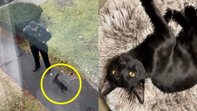 길 떠도는 고양이 때문에 경찰까지 오자..냉큼 집에 데려온 남편