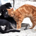 ‘직진남의 매력?’ 임신한 개 좋아하는 고양이…종을 뛰어넘는 사랑
