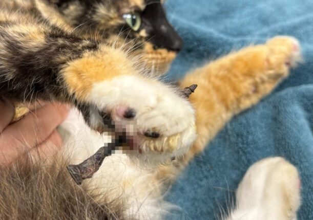 ‘젤리 발바닥’ 관통한 나사못…아픔 참아내는 고양이 눈빛에 측은