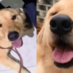 길에서 리트리버를 구조했는데..알고 보니 주인이 1년 전 잃어버린 개
