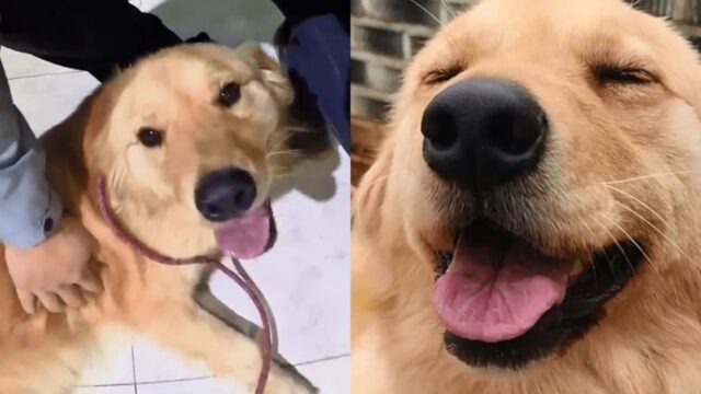 길에서 리트리버를 구조했는데..알고 보니 주인이 1년 전 잃어버린 개
