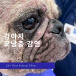 강아지 모낭충증, 피부질환에 대해 알아보기