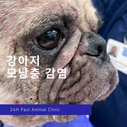 강아지 모낭충증, 피부질환에 대해 알아보기