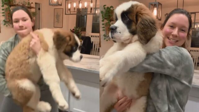 이제 3개월인데 22kg..네티즌 놀라게 한 ‘자이언트 베이비’ 강아지