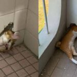 벽 구멍에 머리 껴버린 ‘사고뭉치’ 고양이…바퀴벌레 쫓다가 낭패
