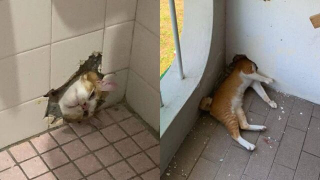 벽 구멍에 머리 껴버린 ‘사고뭉치’ 고양이…바퀴벌레 쫓다가 낭패