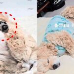 이름 부르면 뒷발만 쓱 들어 올리는 강아지..’말년병장 포스’