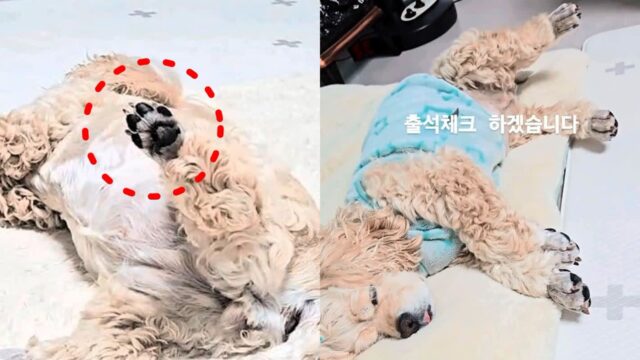이름 부르면 뒷발만 쓱 들어 올리는 강아지..’말년병장 포스’