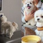 차 들어오면 코 터치로 ‘삑, 삑’ 누르는 댕댕이의 귀여운 개인기